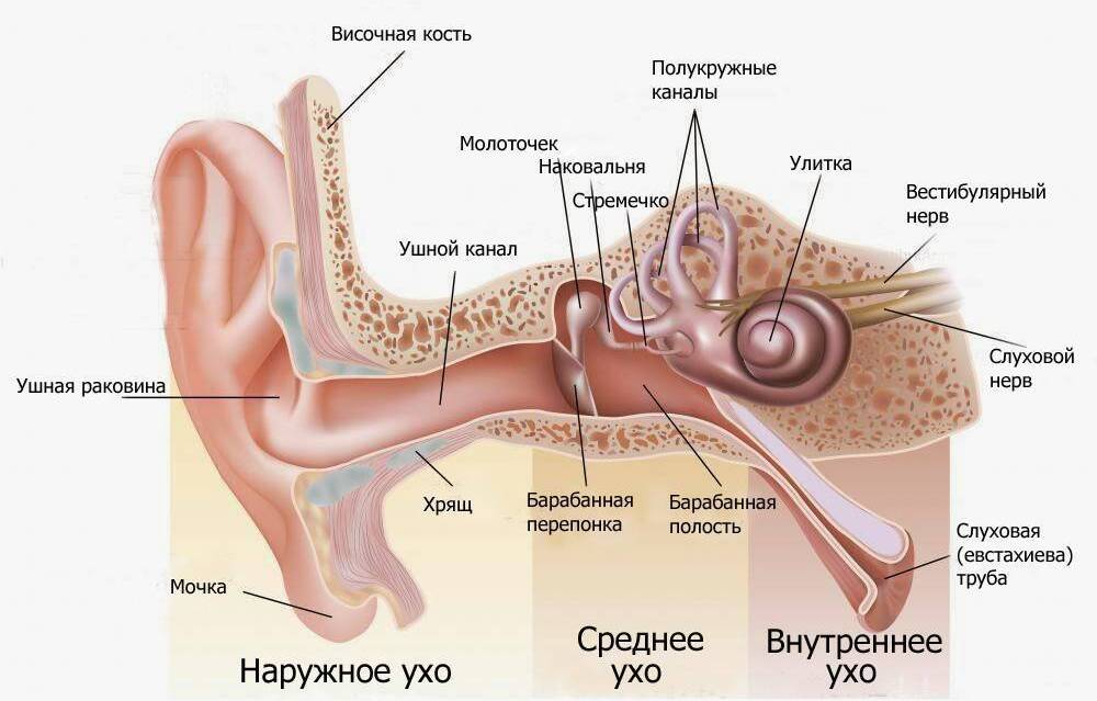 как устроено ухо